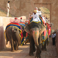 visite du Fort Amber avec montée à dos d'éléphant